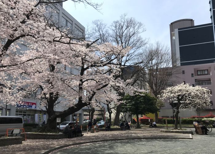 a桜